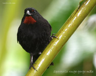 Sporophile rouge-gorge male_2920.jpg